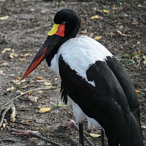 Saddle-Billed Stork