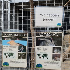 Signs Guira cuckoo and Rock cavy - with birth-sign