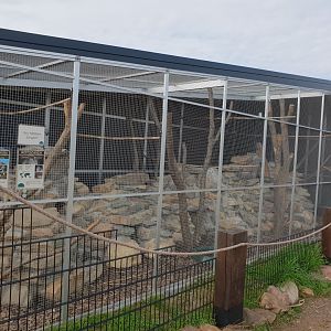 Outdoor-enclosure Guira cuckoo and Rock cavy