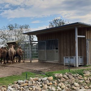 Camel-stable