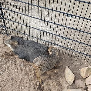 White-lipped peccary with young