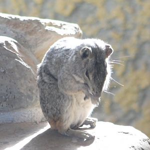 Rock cavy