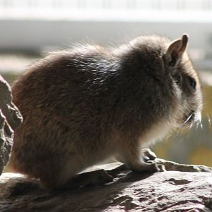 Rock cavy