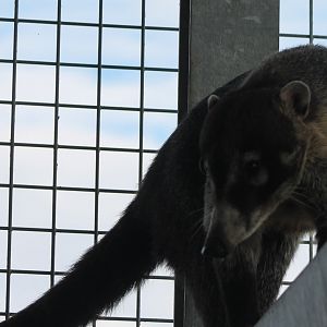 White-nosed coati