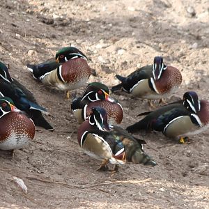 Wood ducks