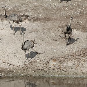 Common rheas