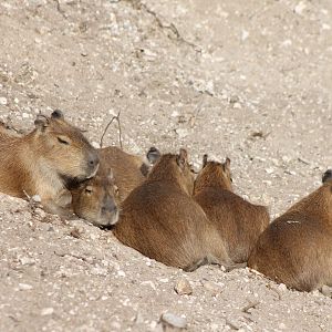 Capybara-family