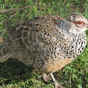 Cheer's pheasant