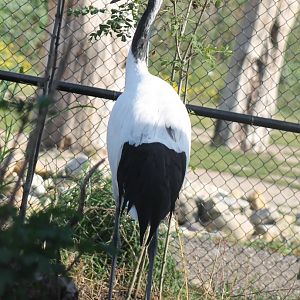 Red-crowned crane