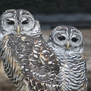 Chaco Owl