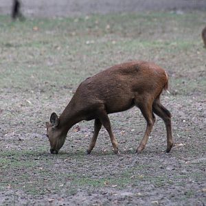 Indian Hog Deer