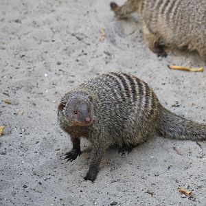 East African Banded Mongoose