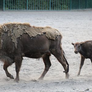 European Bison