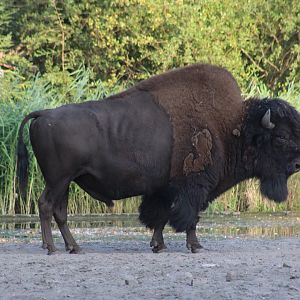Wood Bison