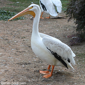 American white pelican