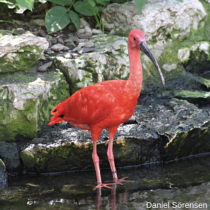 Scarlet Ibis