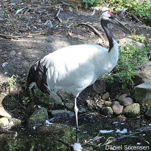 Red-crowned crane