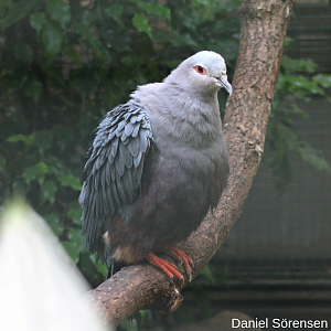 Pinon's imperial pigeon