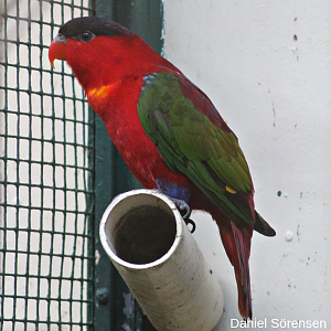 Purple-naped lory