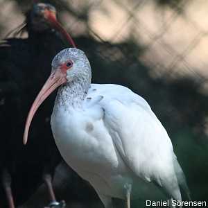 American white ibis