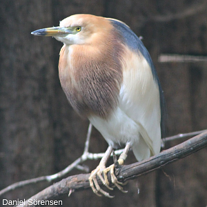 Javan pond heron