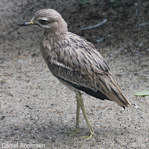 Eurasian stone curlew