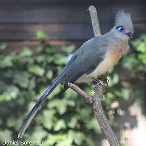 Crested coua