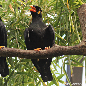 Common hill myna