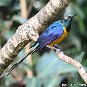 Golden-breasted starling