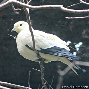 Pied imperial pigeon