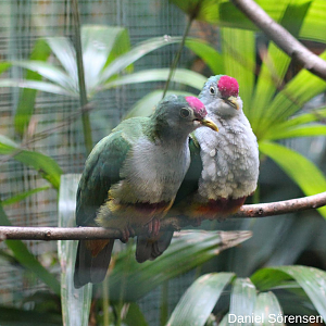 Beautiful Fruit-dove