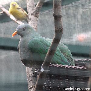 Black-chinned Fruit-dove