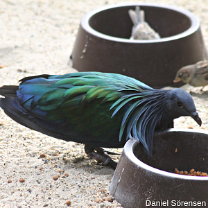 Nicobar pigeon