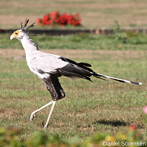 Secretarybird