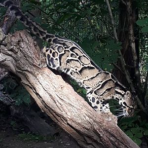 Clouded leopard