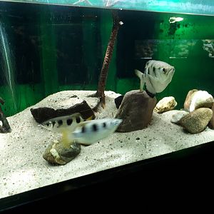 Archerfish aquarium