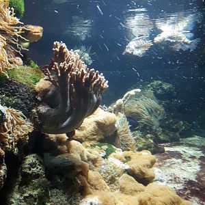 Lionfish and puffer aquarium