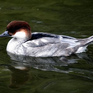 Female Smew