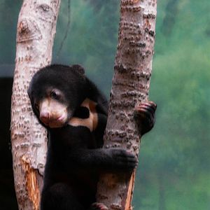 sun bear cub