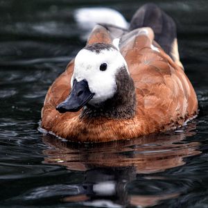 South African shelduck