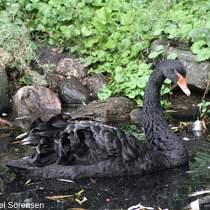 Black swan, male.