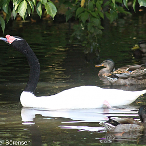 Black-necked swan, male.