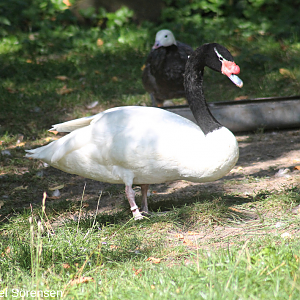 Black-necked swan, male.