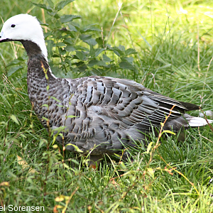 Emperor goose