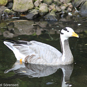 Bar-headed goose