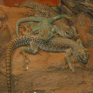 Desert Iguana and Eastern Collared Lizard - Vienna Zoo 2006