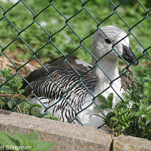 Upland goose, male.