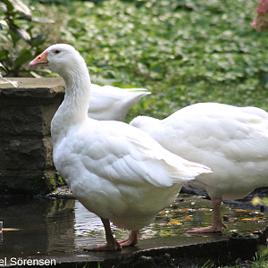 Domestic goose