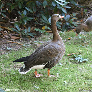 Lesser white-fronted goose
