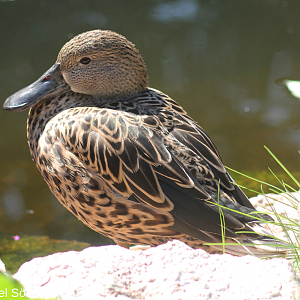 Red shoveler, female.